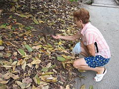 072 Port Douglas Wildlife Habitat